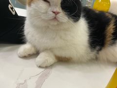 -安格丽娜·狗咖·猫咖羊驼咖(春熙路百盛商场店)
