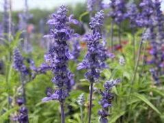 -新疆天山野生动物园