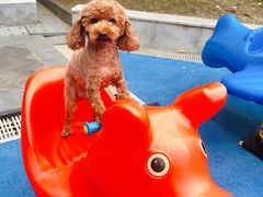 -上海崇明金茂凯悦酒店