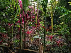 -呀路古热带植物园