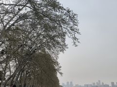 -武汉大学-樱园