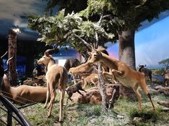 -国家自然博物馆