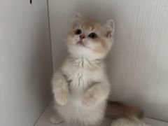 -Bastet sally猫舍购宠(静安店)