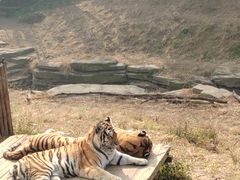 -大连森林动物园