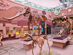 -陕西自然博物馆