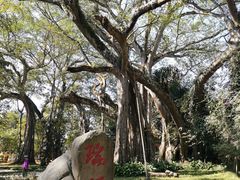 -独树成林