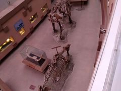 -陕西自然博物馆