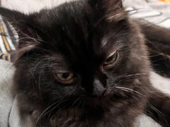 -创凡宠物医院·骨专科  猫科中心(西乡分院)