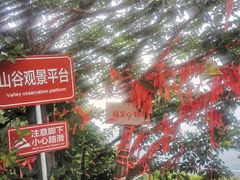 -六里坪国家森林公园
