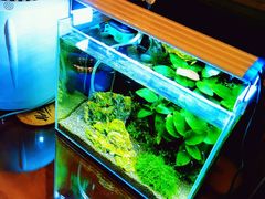 -中环花鸟鱼虫市场