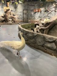 -Zoolung Zoolung动物主题公园(海信广场店)