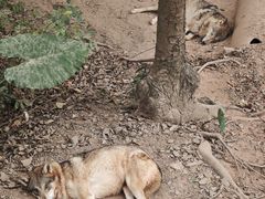 -深圳野生动物园