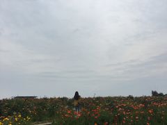 -都江堰玫瑰花溪谷