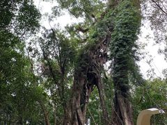 -七仙岭温泉国家森林公园