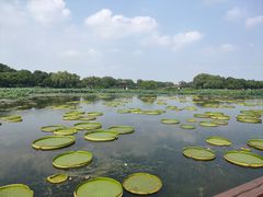 -荷塘月色湿地公园·向阳花洲
