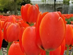 -上海鲜花港