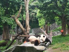 -都江堰中华大熊猫苑