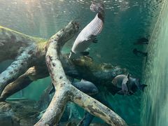 -上海海洋水族馆