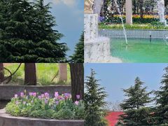 -洛阳郁金香牡丹园