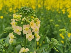 -中国天府农业博览园