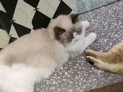 -大型宠物商超·宠海王国·宠物猫狗活体·用品·美容(新世界百货重庆店)