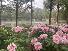 -石家庄市植物园