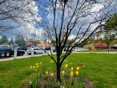 -Steveston Pizza Company (Richmond)