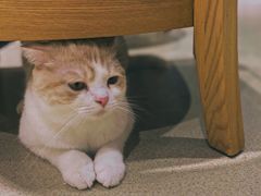 -藏猫猫咖啡主题馆(中央大道店)