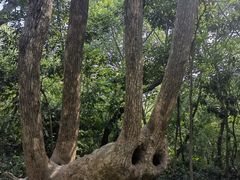 -上海佘山国家森林公园天马山园