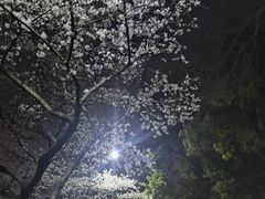 -武汉大学-樱园