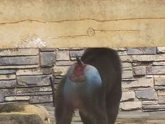 -贵州森林野生动物园