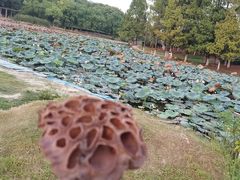 -白塘生态植物园