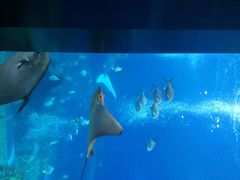 海底餐厅-雨林餐厅(长隆海洋王国店)