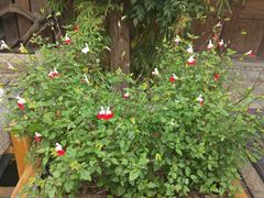 -格鲁格桑贵州民俗大观园