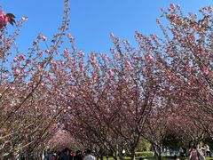 -高东镇樱花园