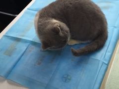 -康乐宝动物医院