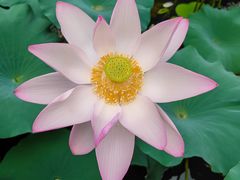 -上海滨江森林公园