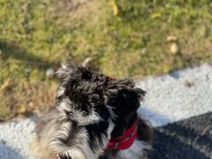 -翊宠yipet猫狗购宠庄园犬舍•猫舍