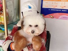 -天雅宠物(绿岛苑店)