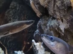 -石葵(锦业时代店)