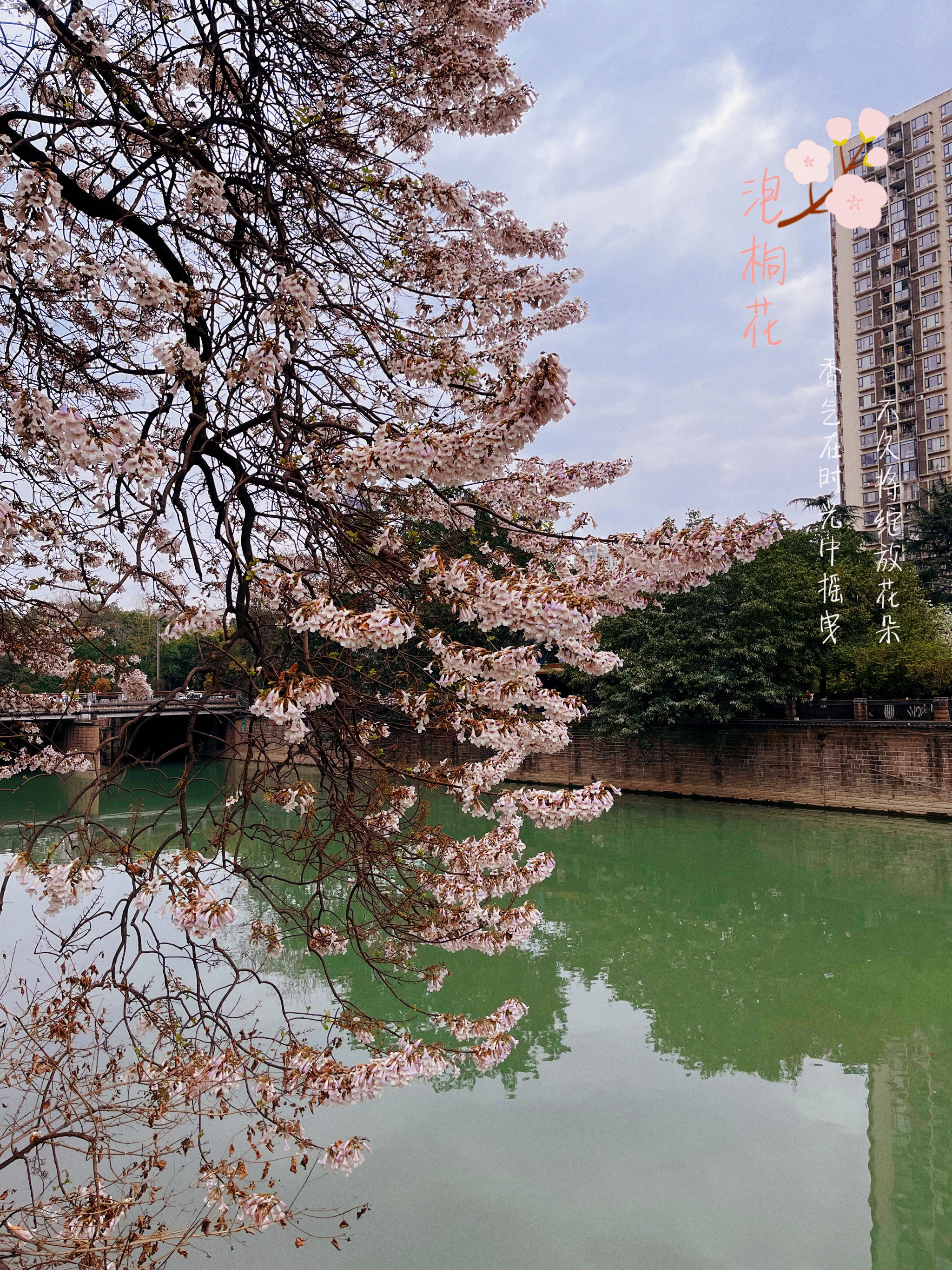 红星桥泡桐花地址图片