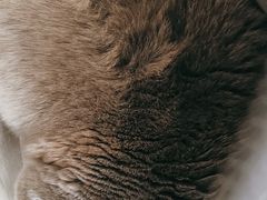 -瑞派宠物医院·犬猫全科·猫友好(宾水西道店)