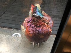 -春记潮汕牛肉火锅