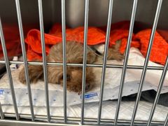 -喜多萌中农锦绣动物医院24H·猫科·牙科MRI·CT