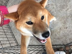 -柴犬高等学院·狗咖·柴犬售卖·宠物训练