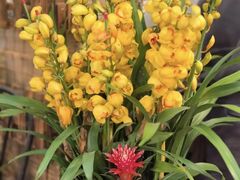 -双季花艺园艺市场(浦东店)