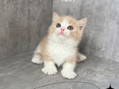 -小猫来了·猫舍(红山六九七九店)