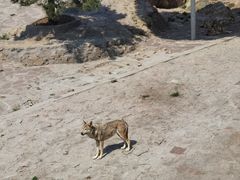 -西霞口神雕山野生动物世界