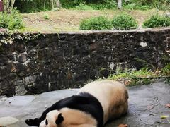 -都江堰中华大熊猫苑