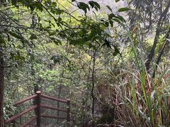 -缙云山景区